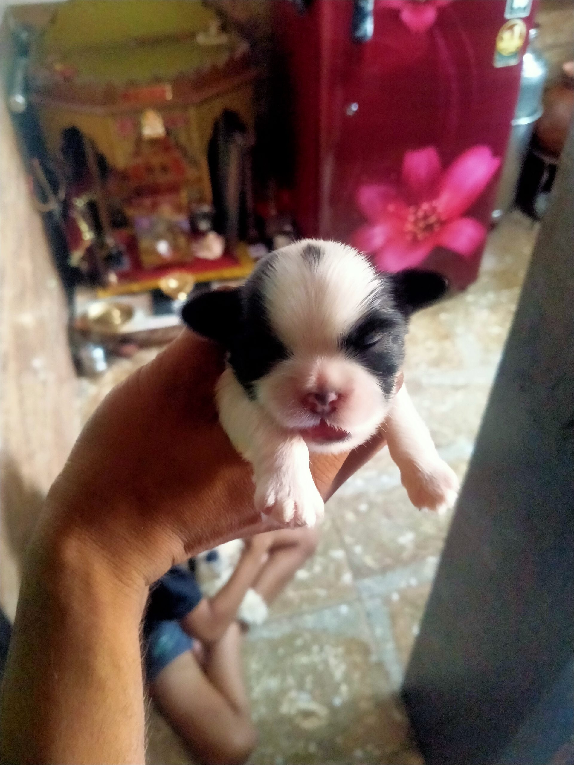 Setzhu dogs puppies at cheapest price