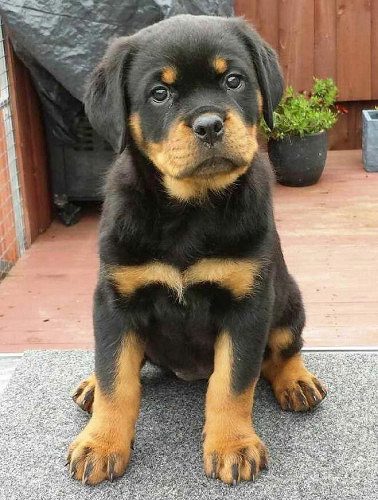 . Shepherd. Pug. Rottweiler. Mastiff. Beagle. Husky. Rajapalayam puppies available