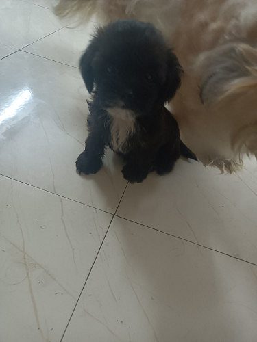 Shih Poo for sale