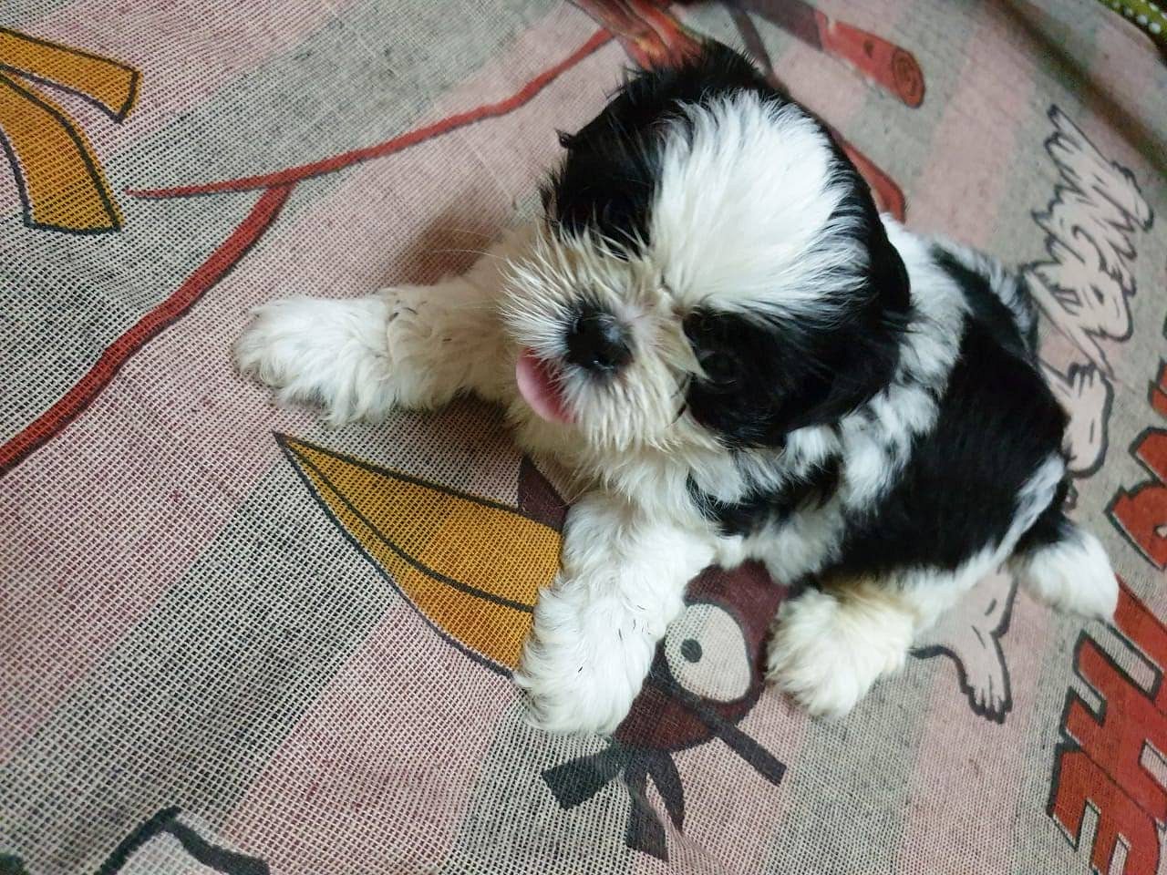 SHIH TSU PUPPIES AVAILABLE @CHENNAI 9677128162