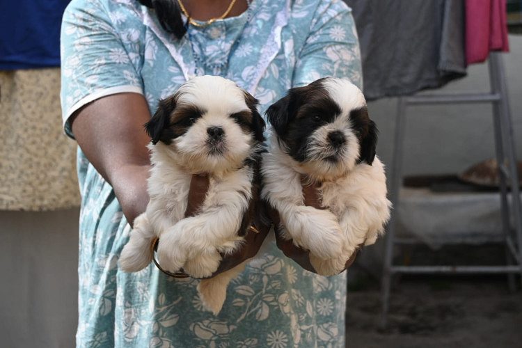SHIH TSU PUPPIES AVAILABLE @CHENNAI 9677128162