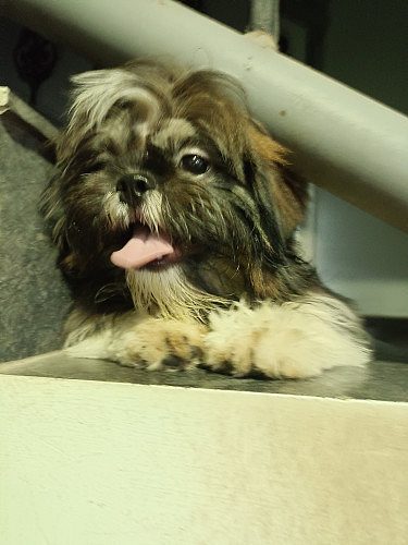 Shih Tsu puppy for sale