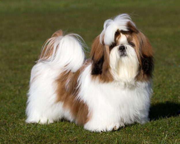 shih tzu 2yr 2 months old for sale
