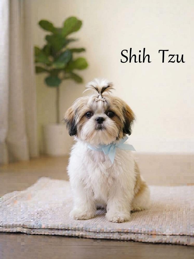 Shih Tzu Dog Available 8800539300