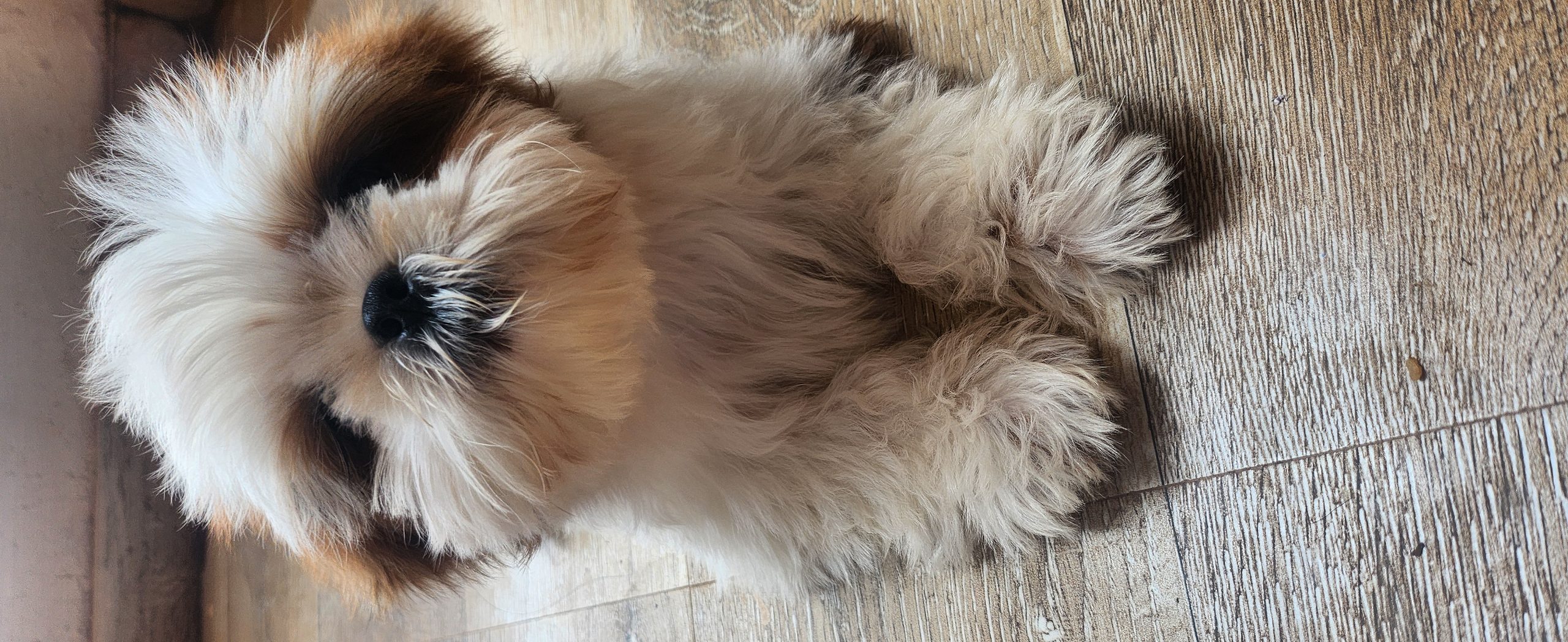 Shih- Tzu dog available  for sale