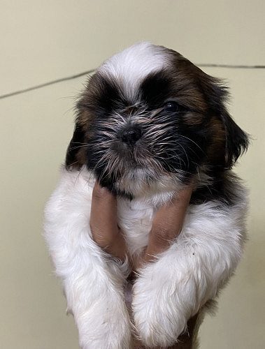 Shih tzu