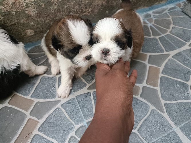 Shih Tzu