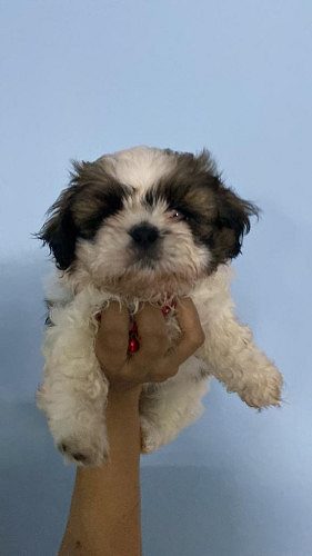 Shih Tzu