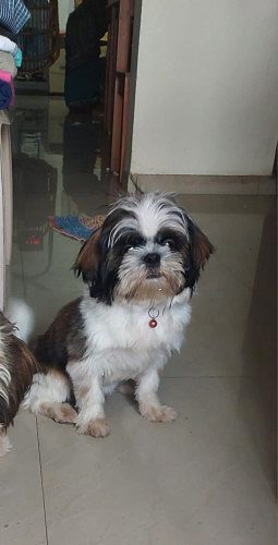 Shih Tzu