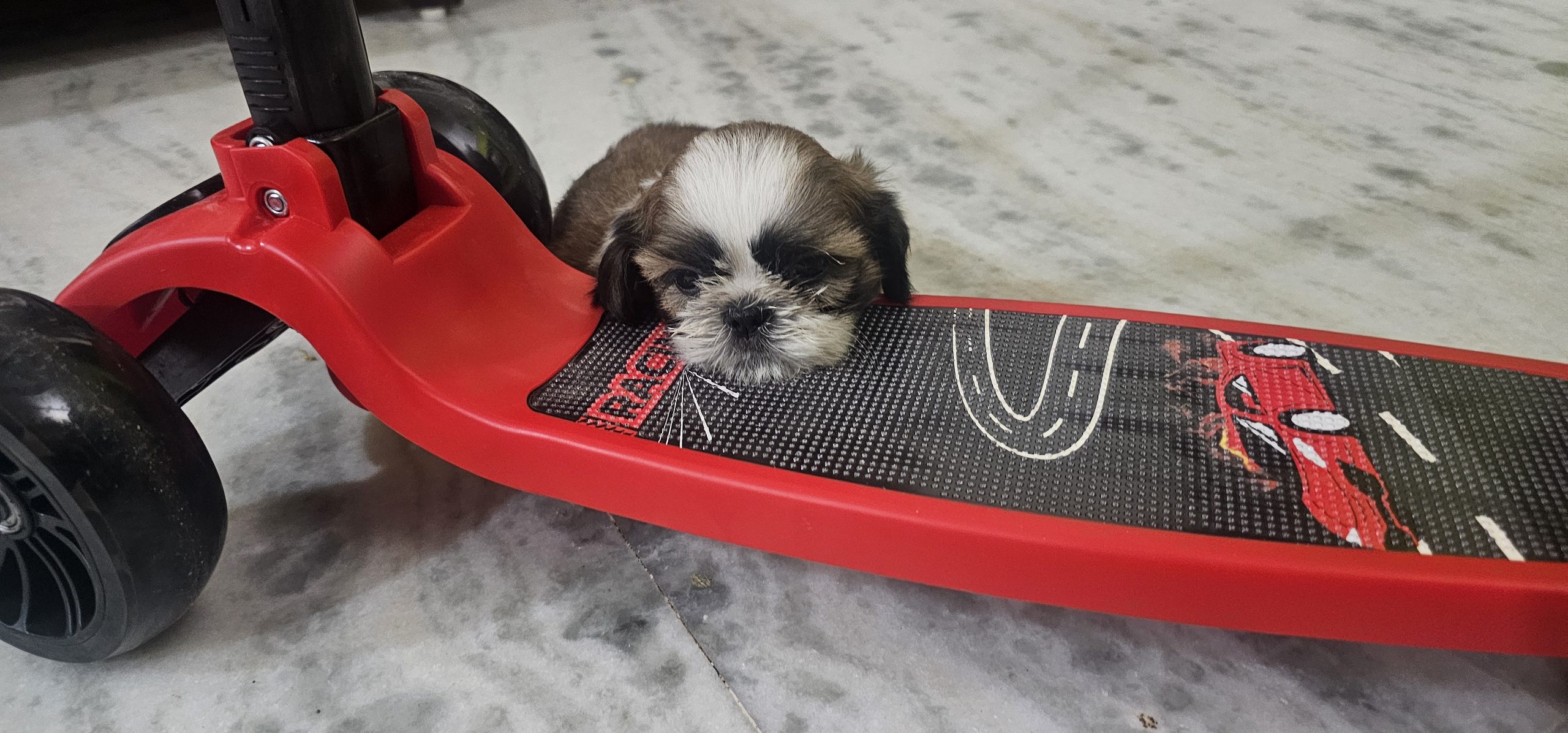 Shih tzu