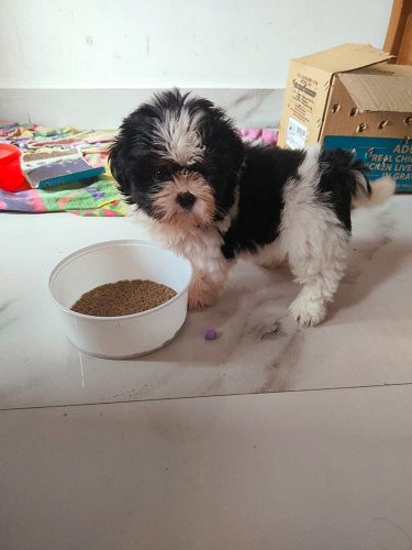 Shih tzu