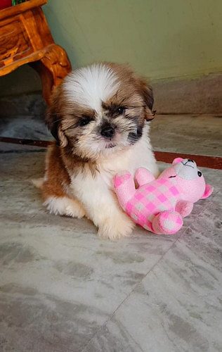 Shih tzu