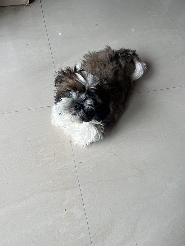 Shih Tzu