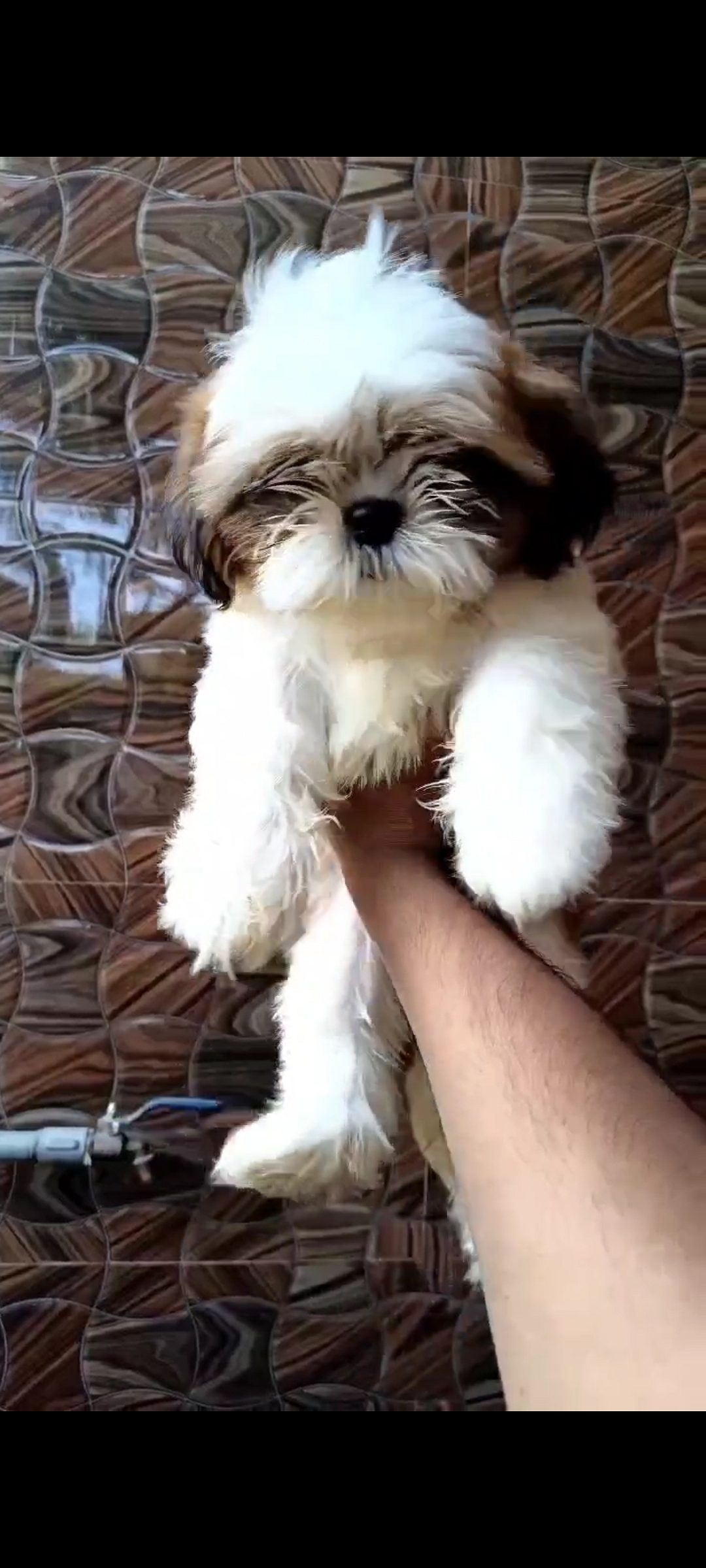 shih tzu