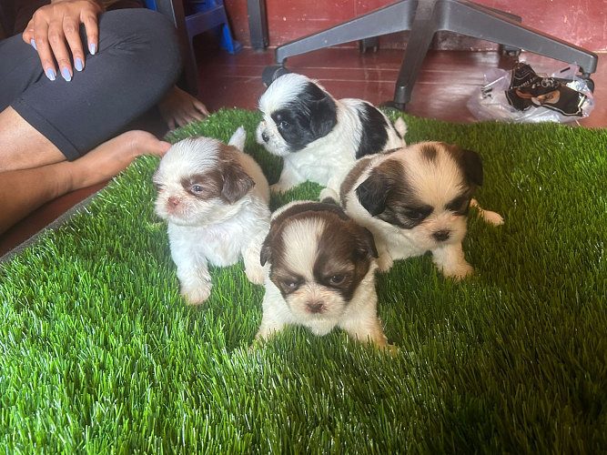 Shih tzu for sale