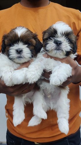 Shih Tzu