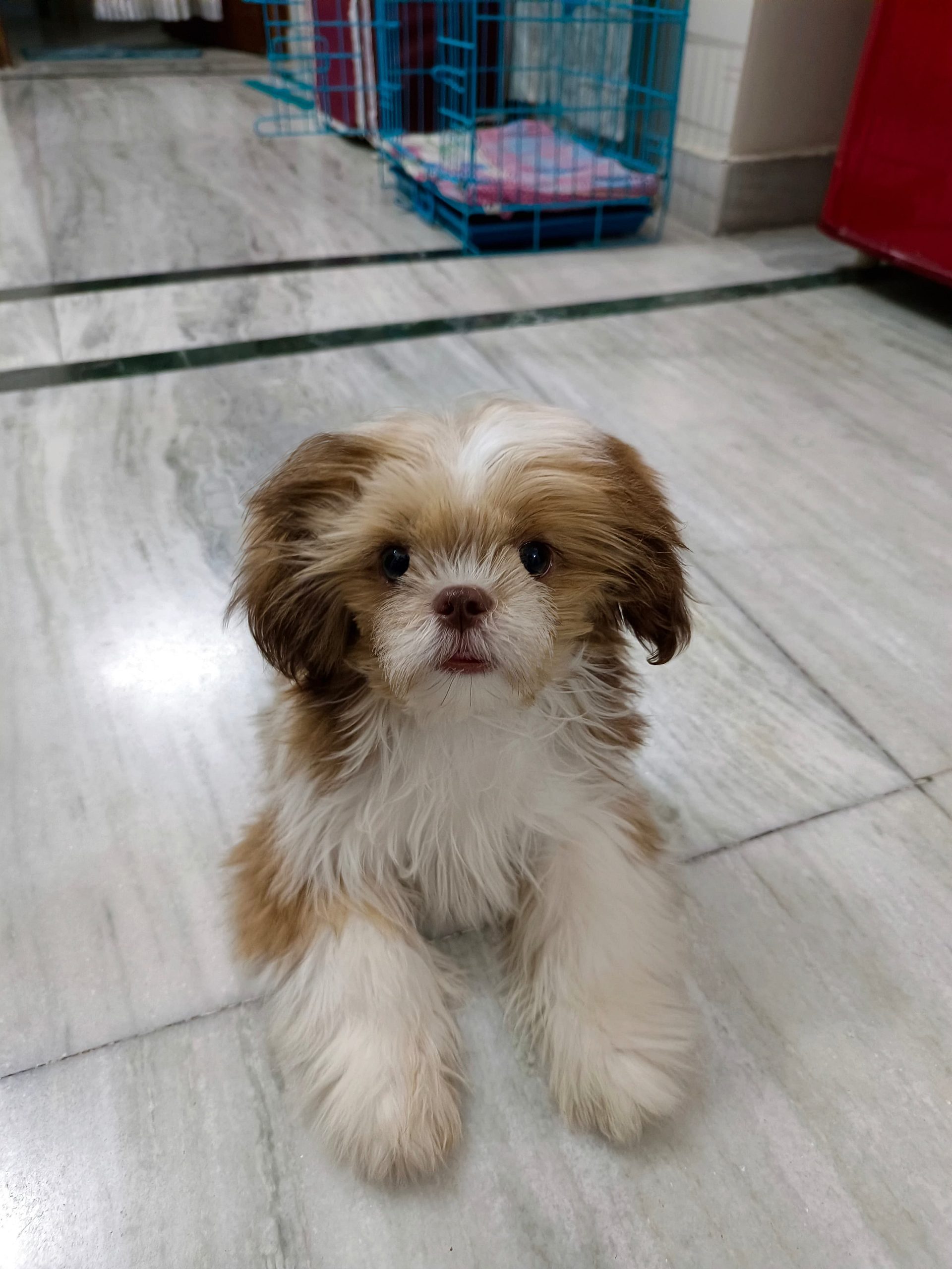 Shih Tzu