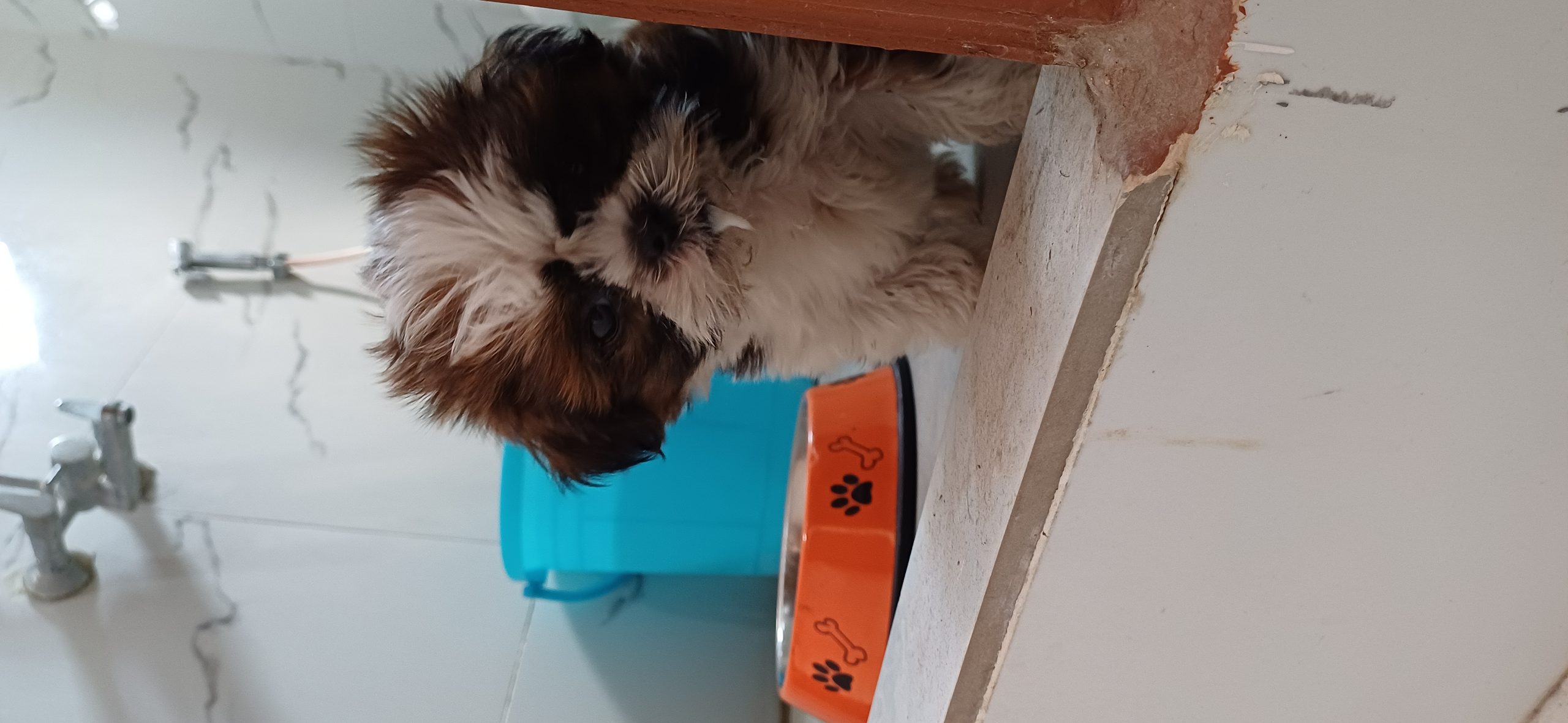 Shih Tzu