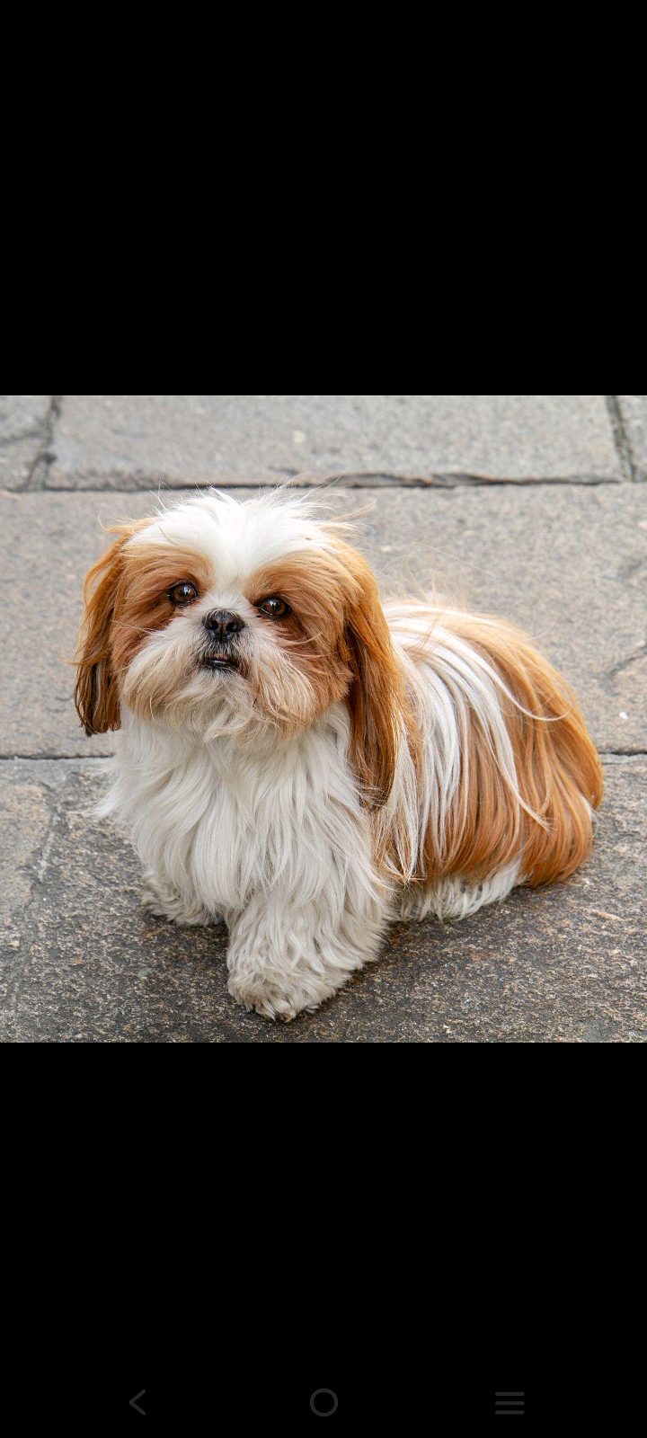 Shih Tzu