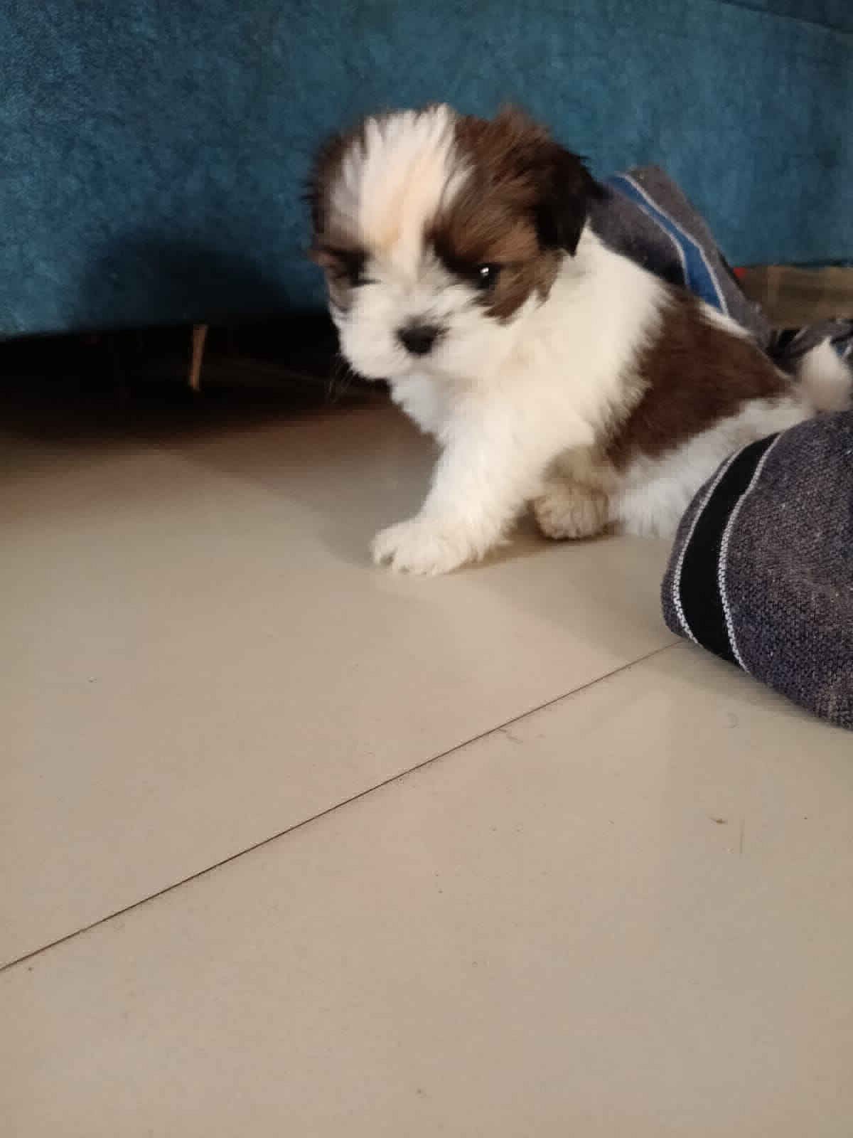 Shih Tzu