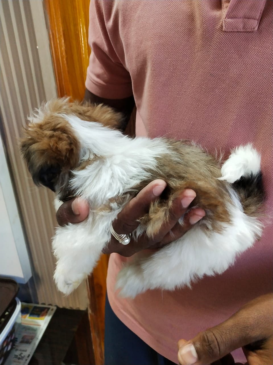 Shih Tzu female puppy avaliable