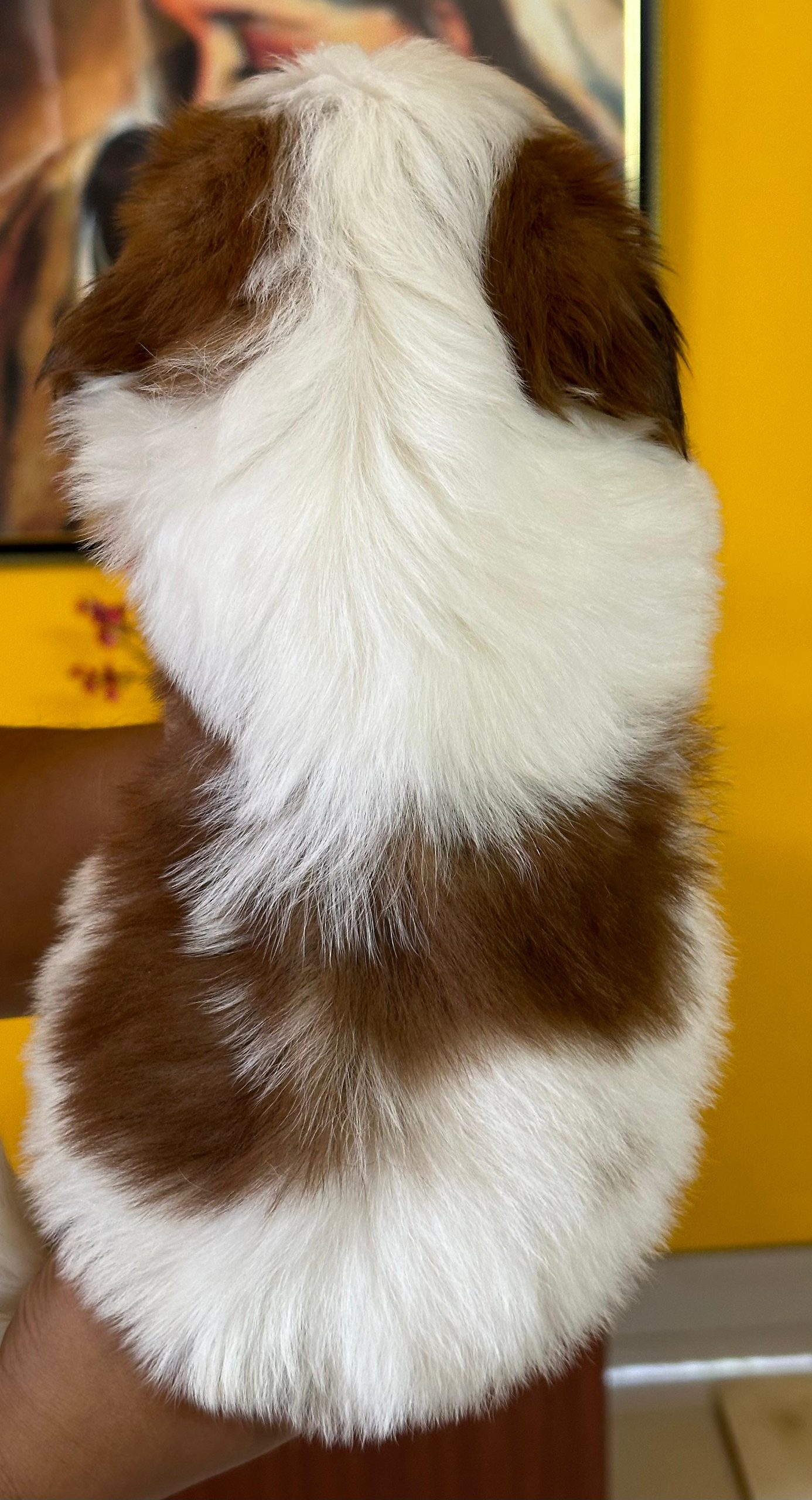 Shih tzu female ( Eesha)