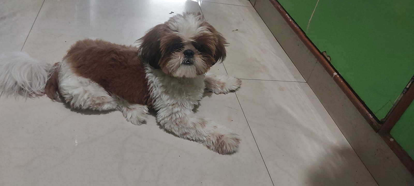 Shih tzu Male healthy puppy