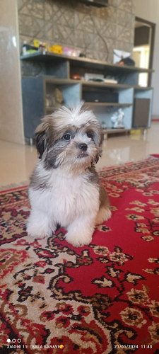 Shih Tzu 4 month old