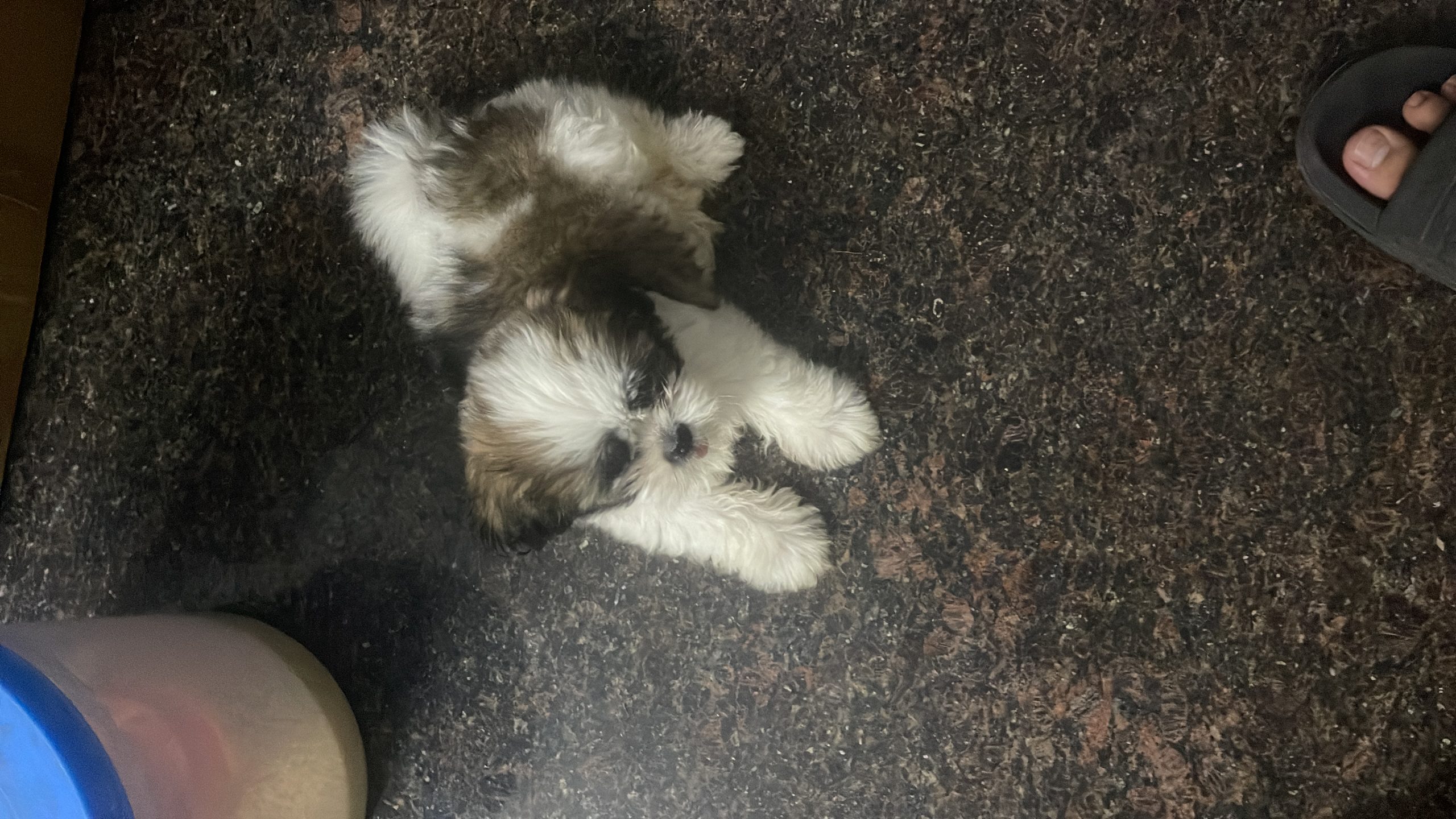 shih tzu for sale 2 months 7975566320