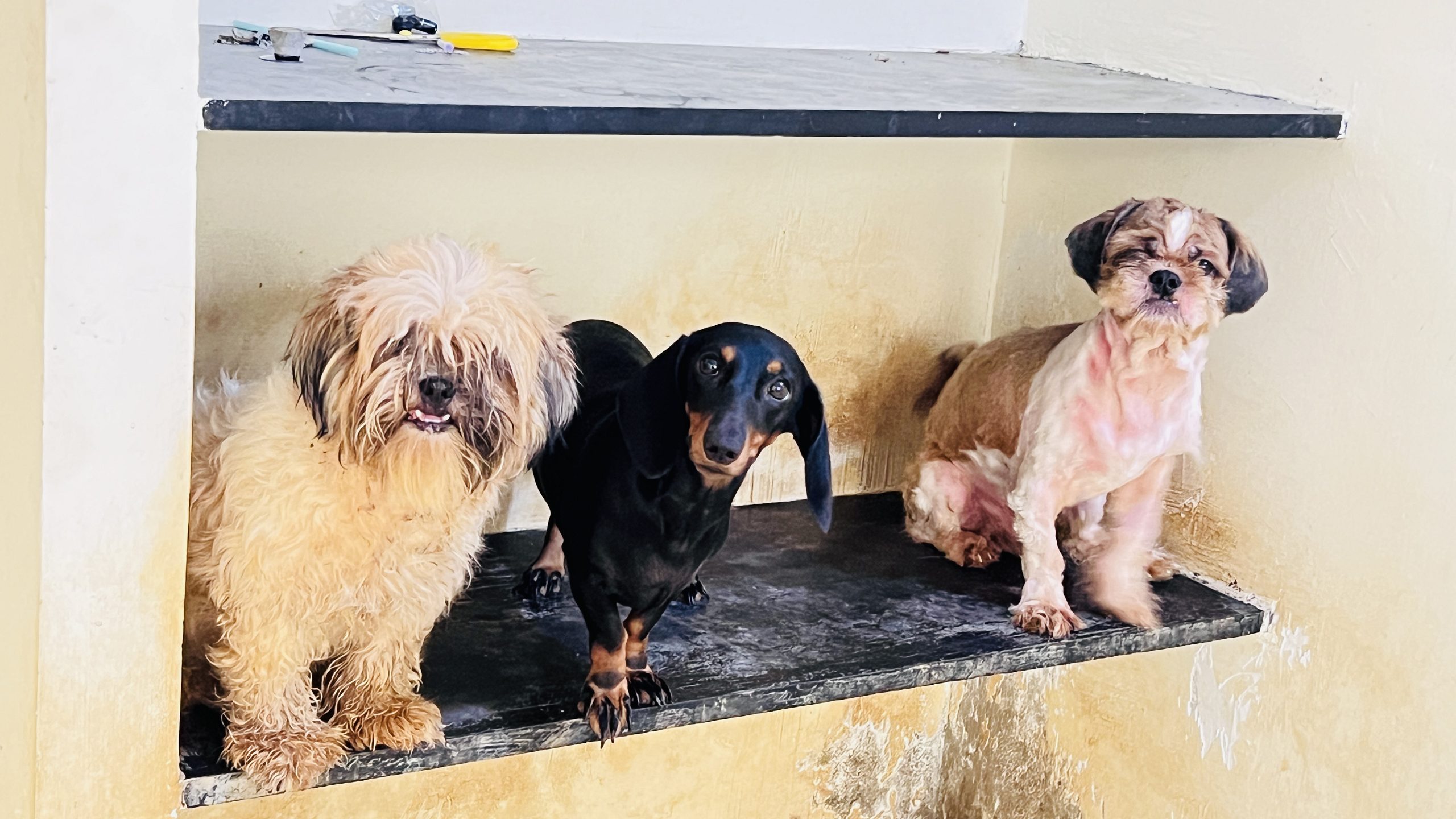 Shih Tzu pair sale