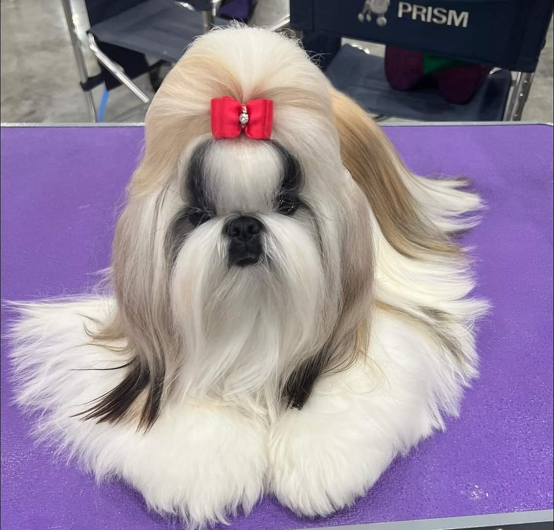 Shih Tzu puppies for sale