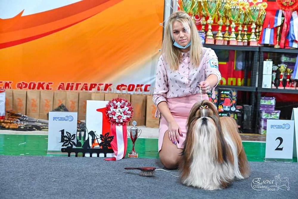 Shih Tzu puppies for sale