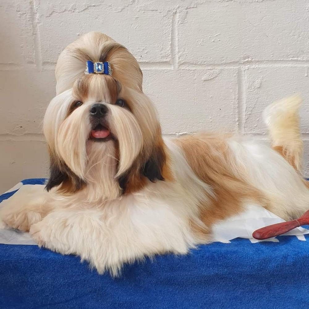 Shih Tzu puppies for sale