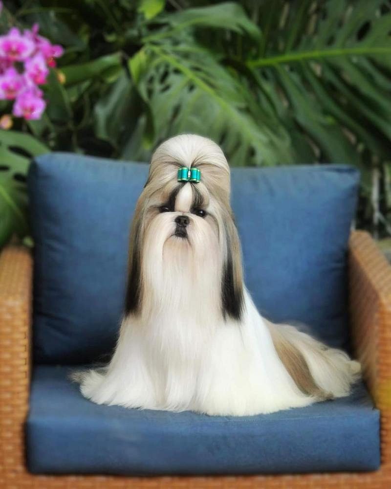 Shih Tzu puppies for sale