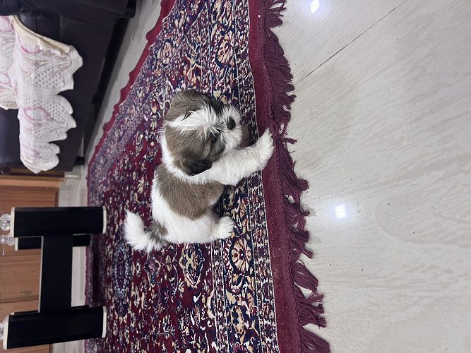 Shih tzu puppies