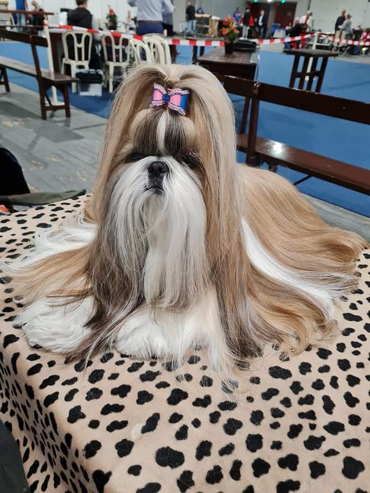 Shih Tzu puppies for sale