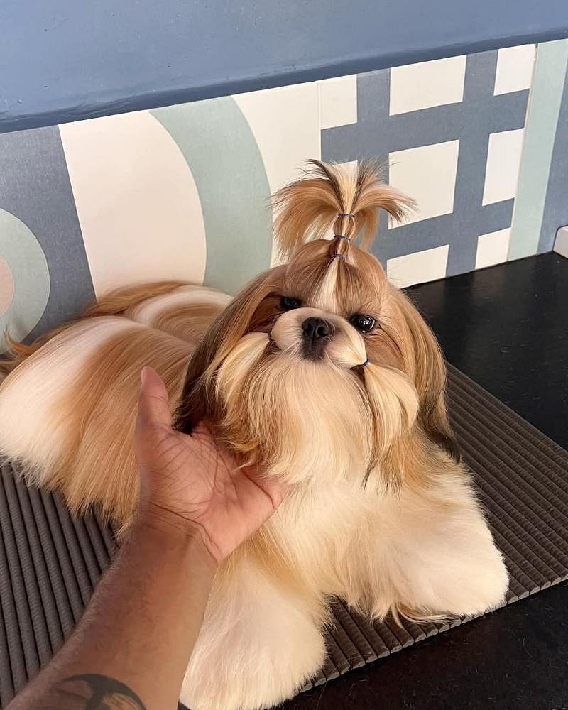 Shih Tzu puppies for sale