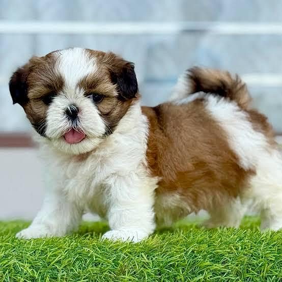 Shih Tzu Puppies for Sale – Find Your Perfect Pet