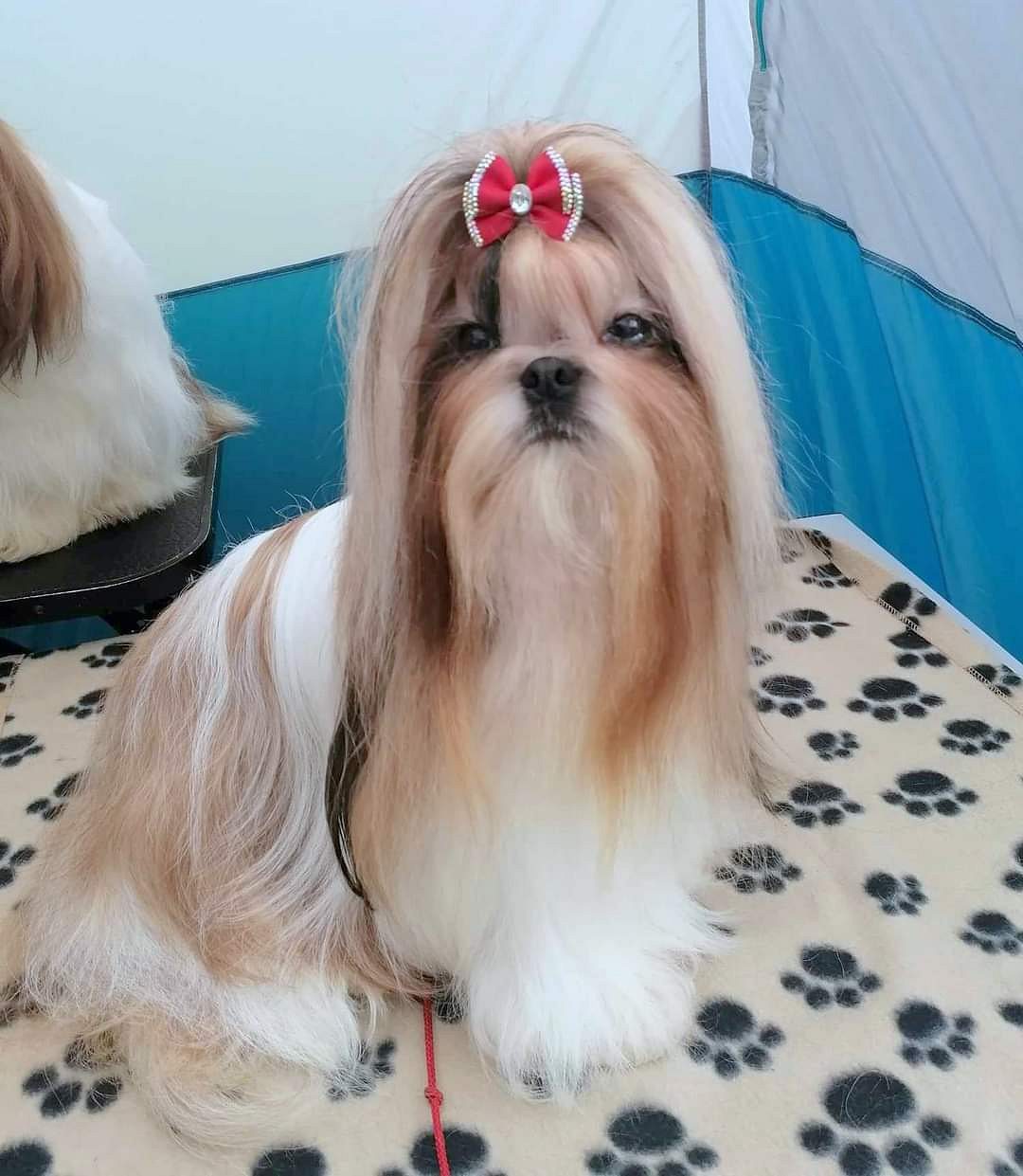 Shih Tzu puppies for sale