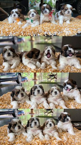 Shih Tzu Puppies