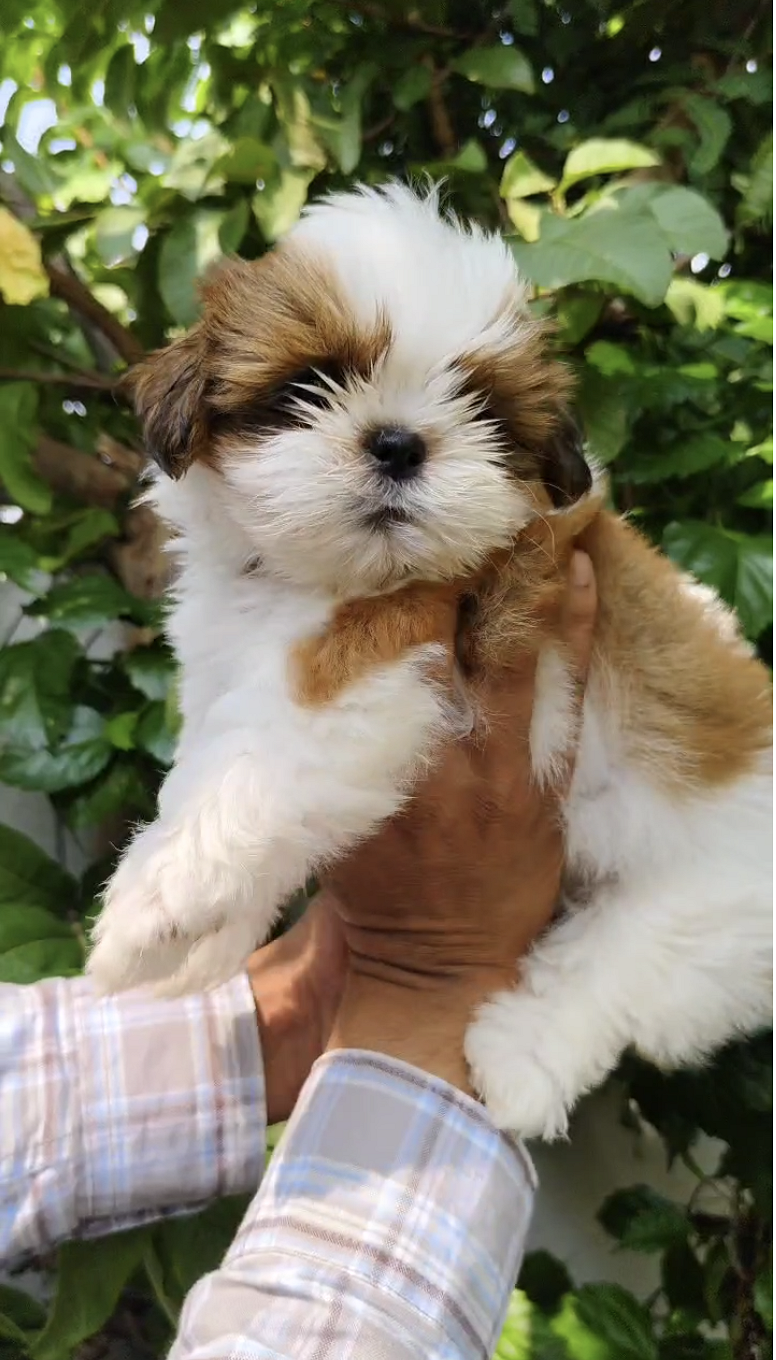Shih tzu puppies are available for sale