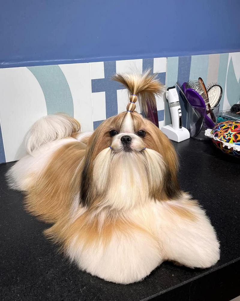 Shih Tzu puppies for sale