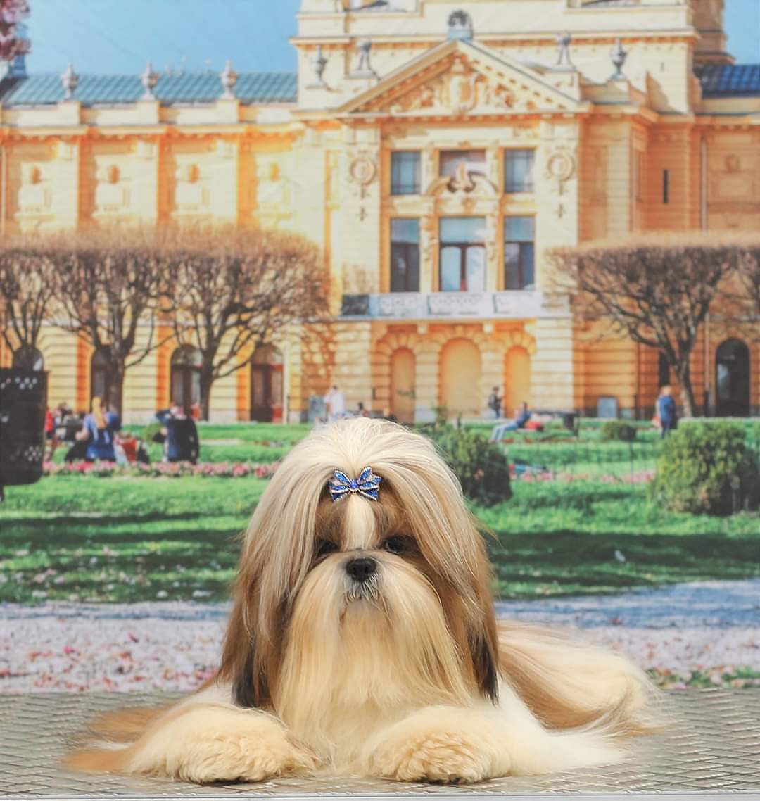 Shih Tzu puppies for sale in Bangalore