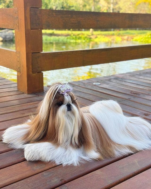 Shih Tzu puppies for sale