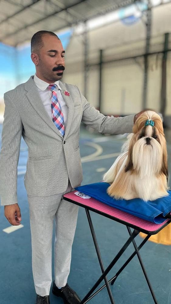 Shih Tzu puppies KCI registered