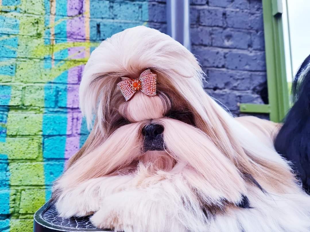 Shih Tzu puppies for sale