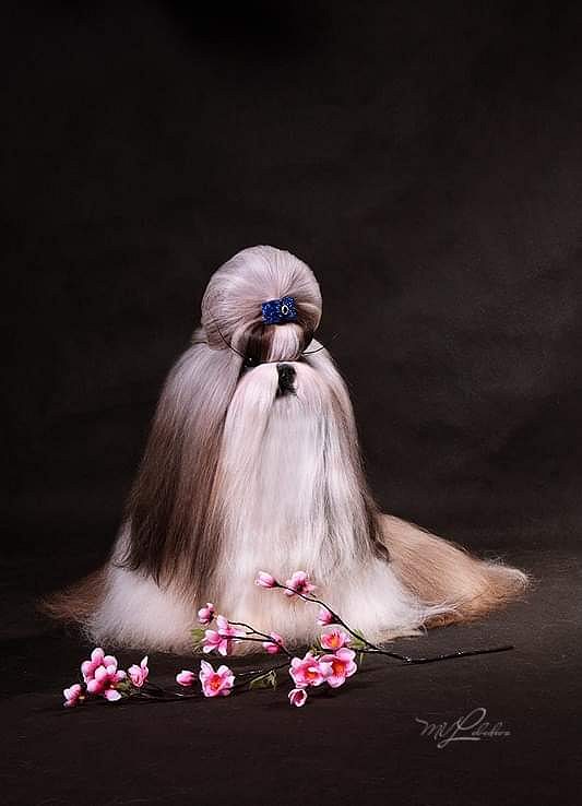 Shih Tzu puppies for sale