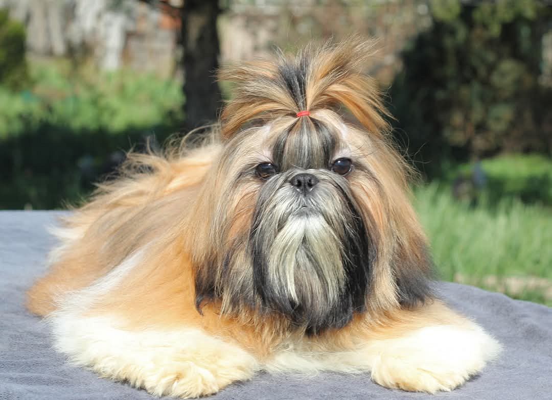 Shih Tzu puppies for sale