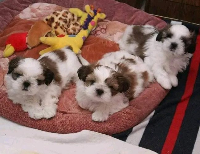 Shih tzu puppies available