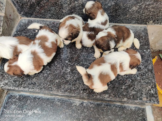 Shih Tzu puppies